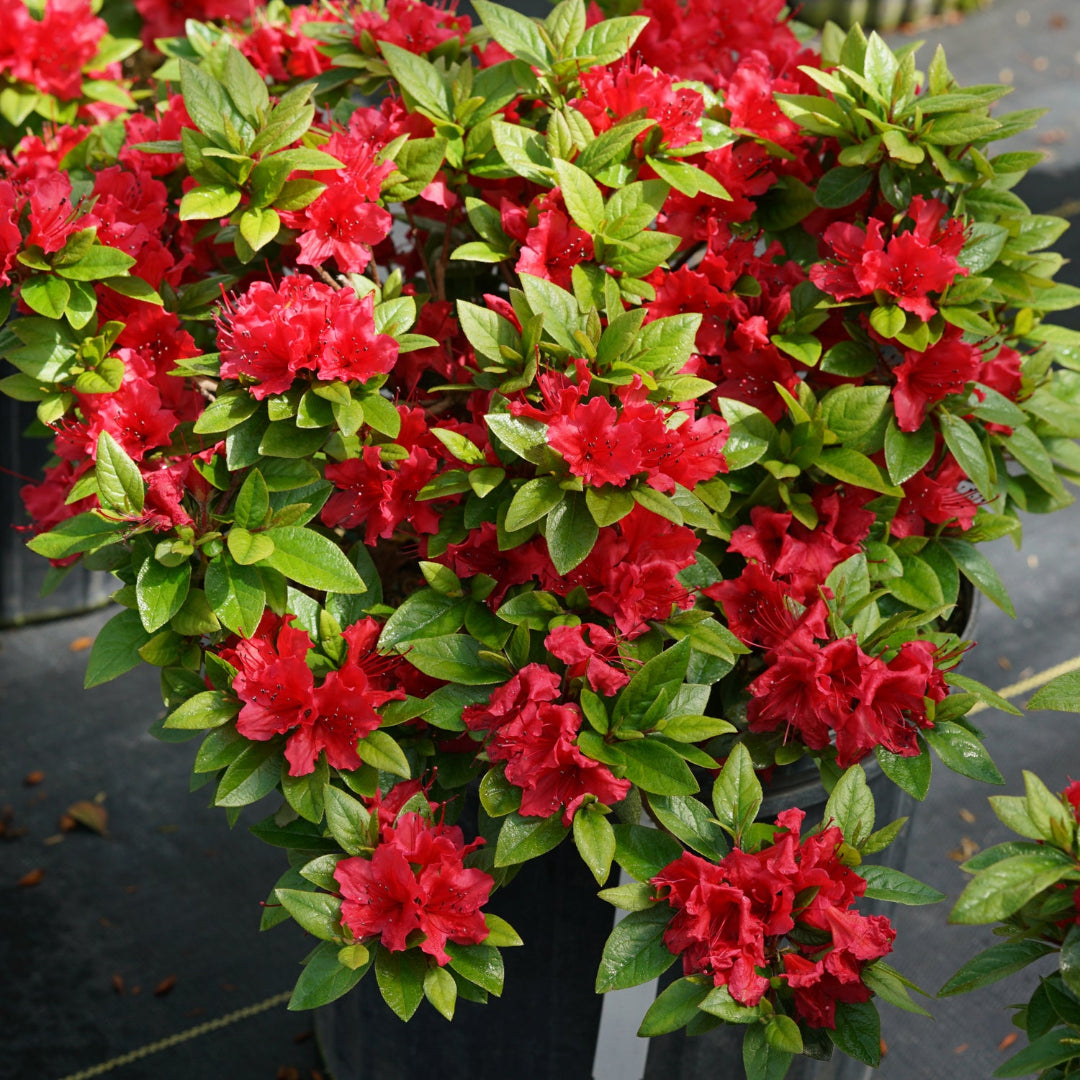 Perfecto Mundo Red Reblooming Azalea