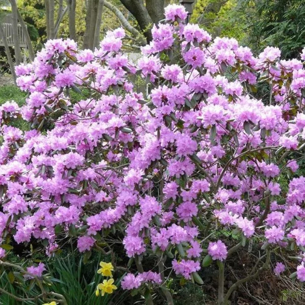 Pjm Rhoodendron Rhododendron PJM Elite for Sale | Pixies Gardens