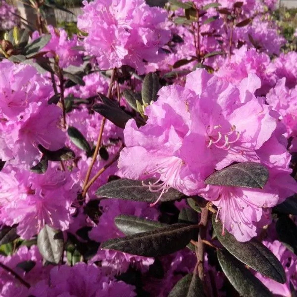 Pjm Rhoodendron Rhododendron PJM Elite for Sale | Pixies Gardens