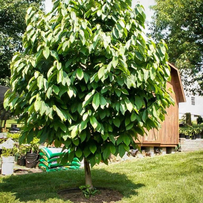Ripe pawpaw fruit growing on a pawpaw tree branch