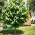 Ripe pawpaw fruit growing on a pawpaw tree branch