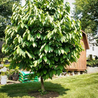 Ripe pawpaw fruit growing on a pawpaw tree branch