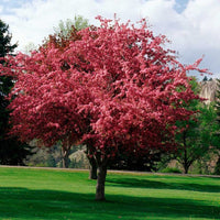 Robinson Crabapple