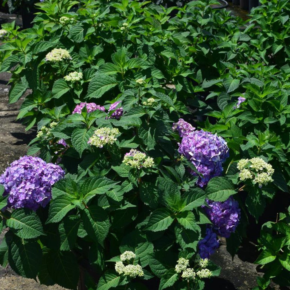 Rock-N-Roll Hydrangea