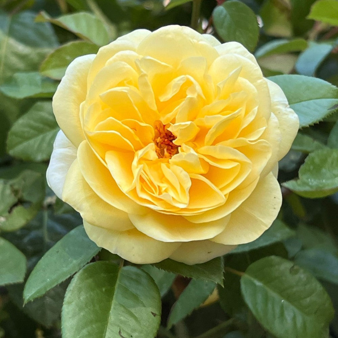 Moonlight Romantica Rose