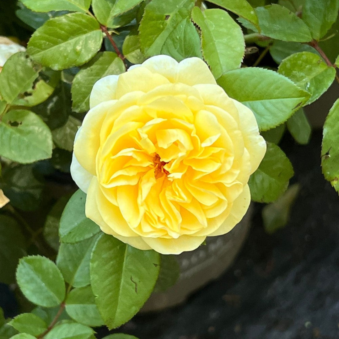 Moonlight Romantica Rose