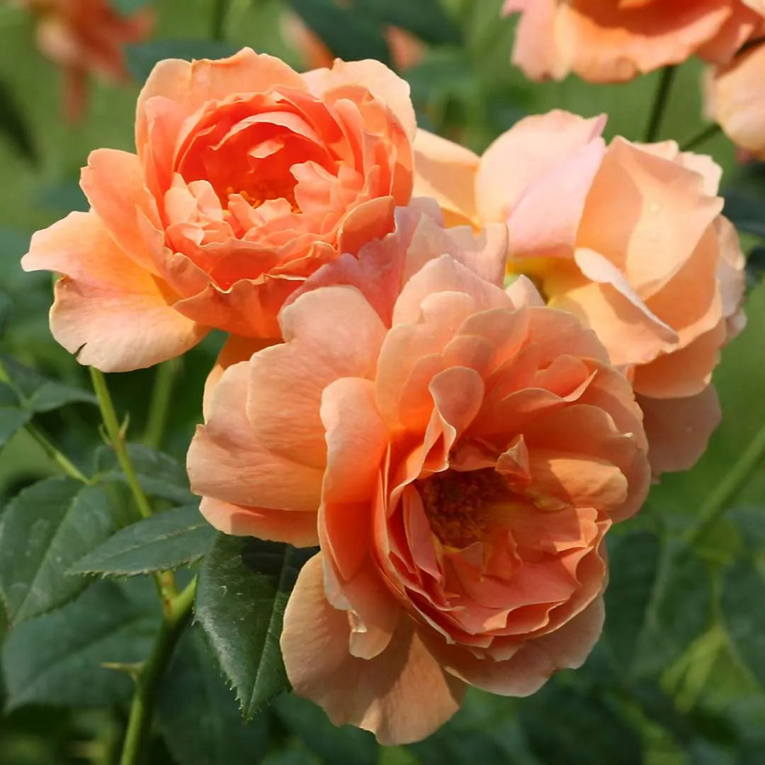 At Last Rose