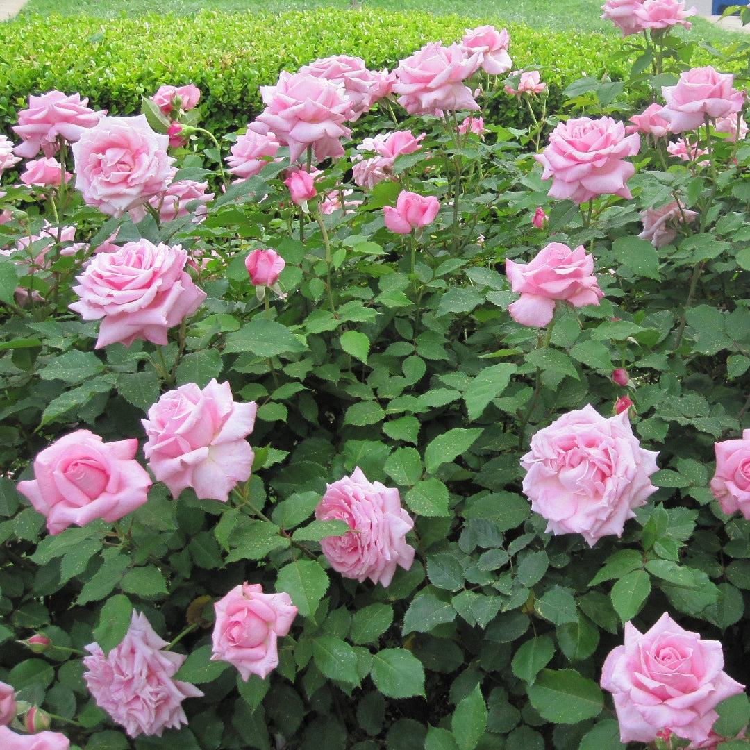 Fragant Pink Rose (4–5 ft tall)