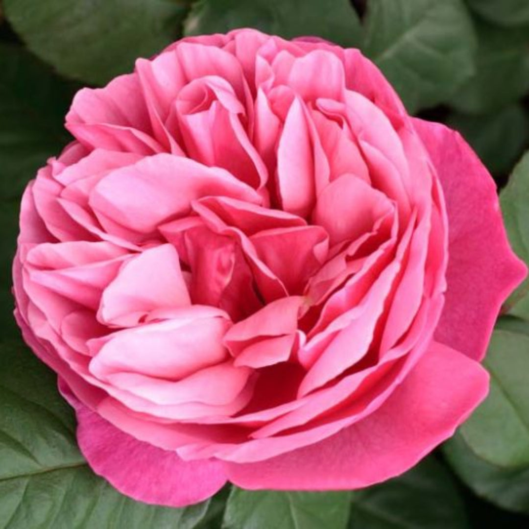 Rosa ‘Meiclusif’ Dee-Lish® Hybrid Tea Rose