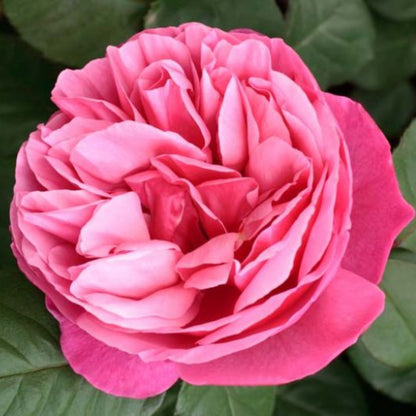 Rosa ‘Meiclusif’ Dee-Lish® Hybrid Tea Rose