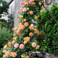 Climbing Peace Rose Tree - The Rose of Roses