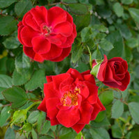 Sunrose Red Rose