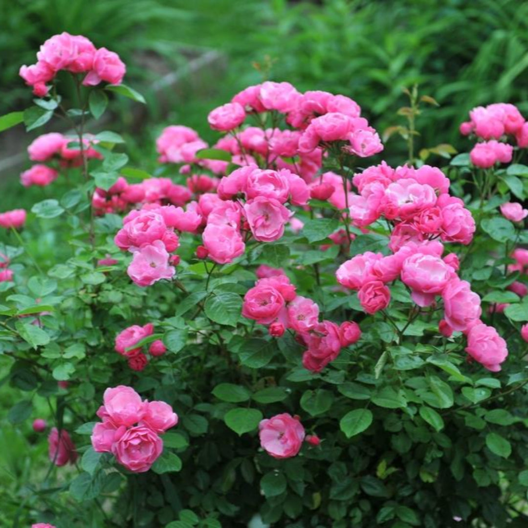 Raspberry Cupcake Rose