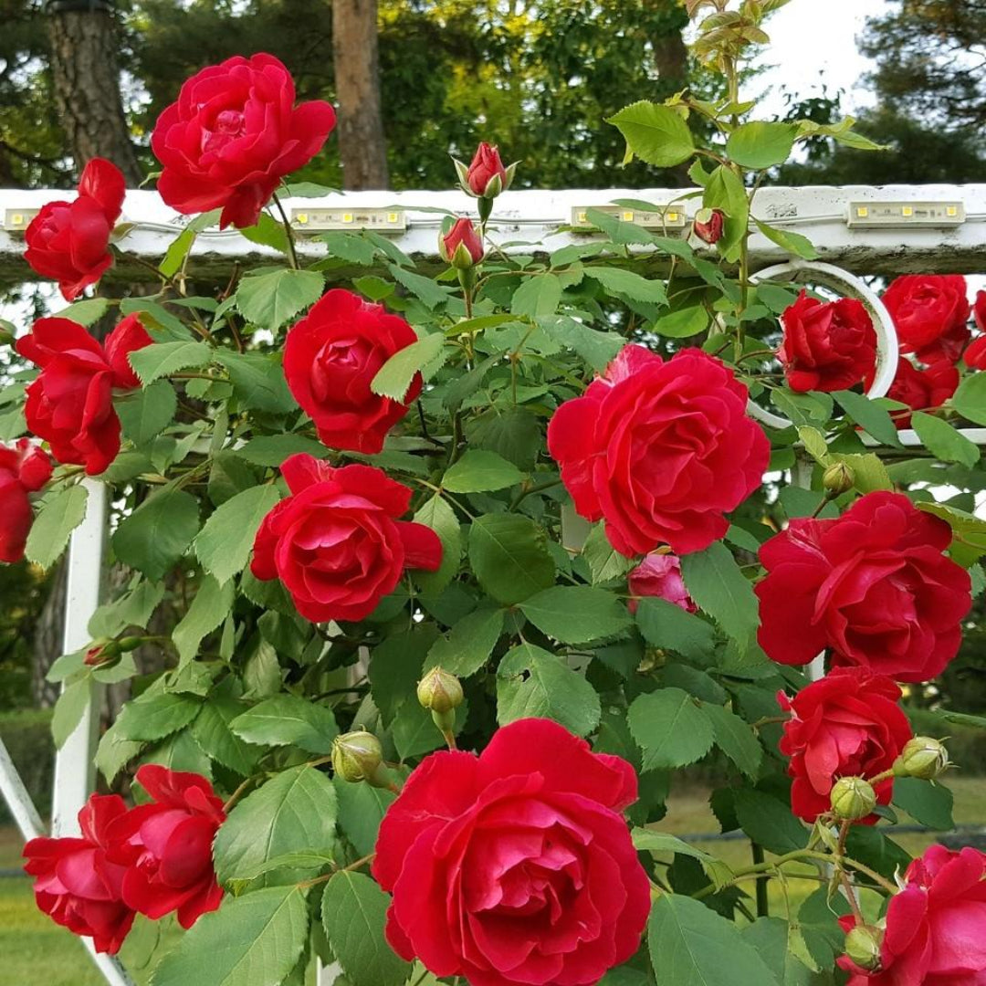 Brindabella Red Empress Rose