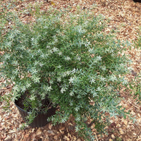 Rosa’s Blush Blueberry Plant Top View – Healthy Evergreen Foliage