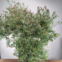 Rosa’s Blush Blueberry Plant Top View – Healthy Evergreen Foliage