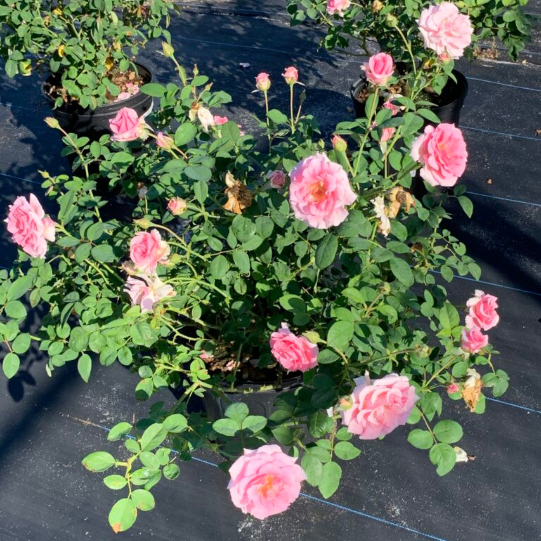 Brindabella Pink Princess Rose
