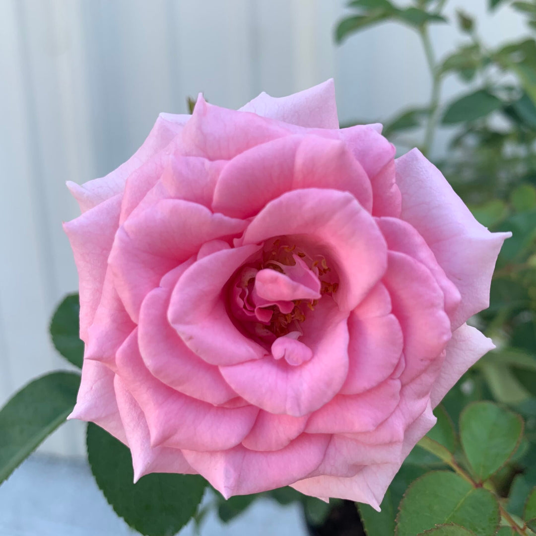 Brindabella Pink Princess Rose