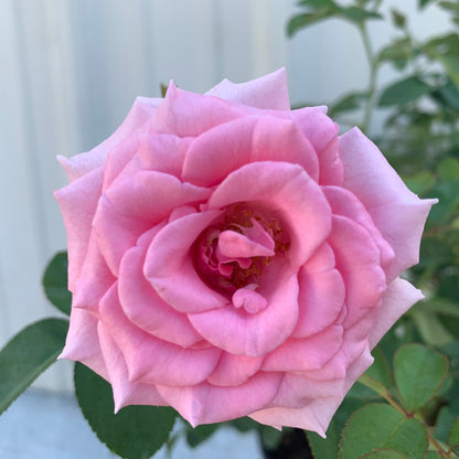 Brindabella Pink Princess Rose
