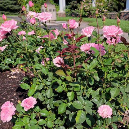 Climbing Queen Elizabeth Rose