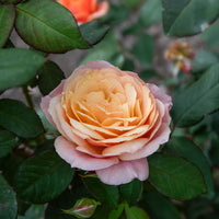 Soft Peach Grandiflora Rose