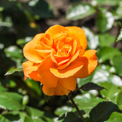 Sunrosa Orange Delight