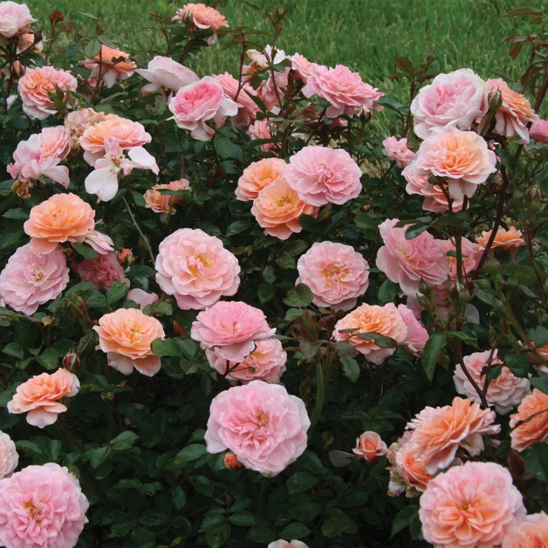 Dense green leaves surround blooming Apricot Drift Rose