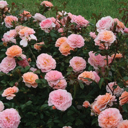 Apricot Drift Rose