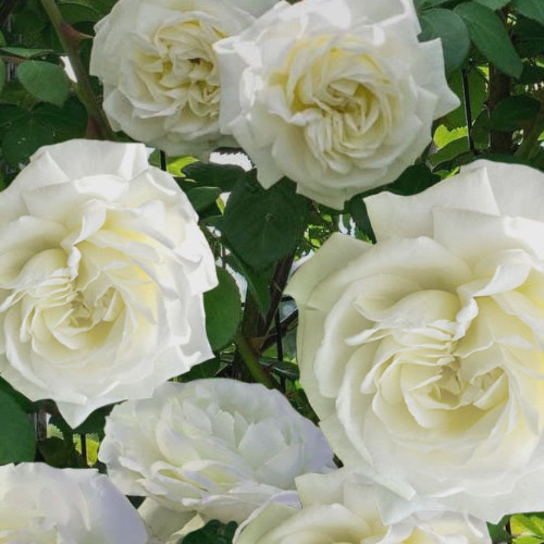 Cloud Ten Climbing White Rose