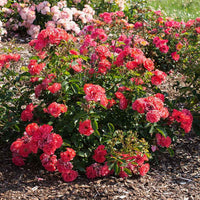 Compact Coral Drift Rose cascading gently along landscape edge