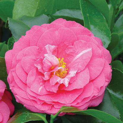 Rose Dawn Camellia Japonica