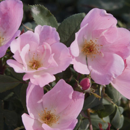 The Blushing Knock Out Rose