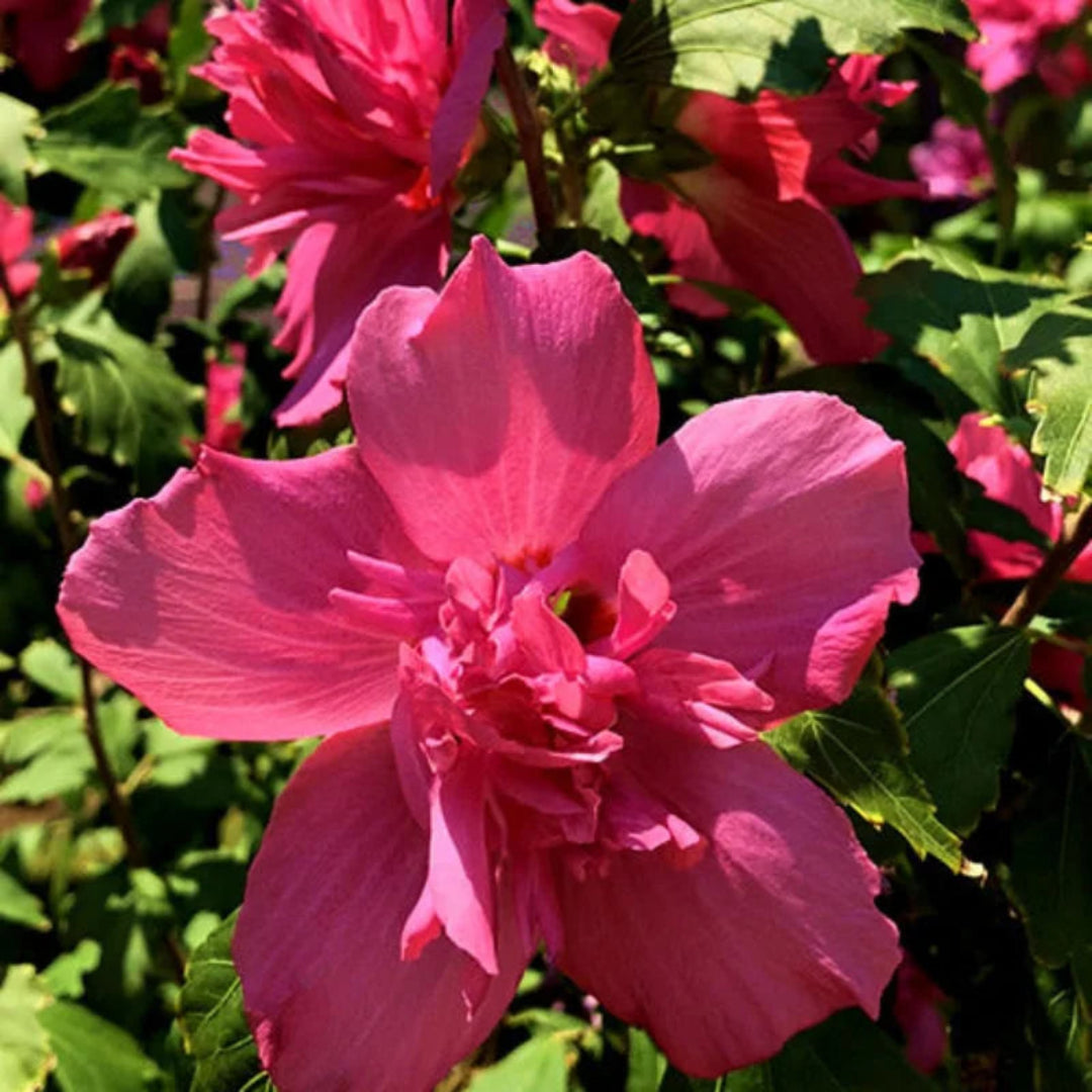 Lucy Althea Double Rosy Red Tree with vibrant rosy-red blooms – Rose of Sharon flowering tree from Pixies Gardens