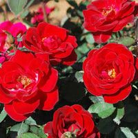 Sunrose Red Rose
