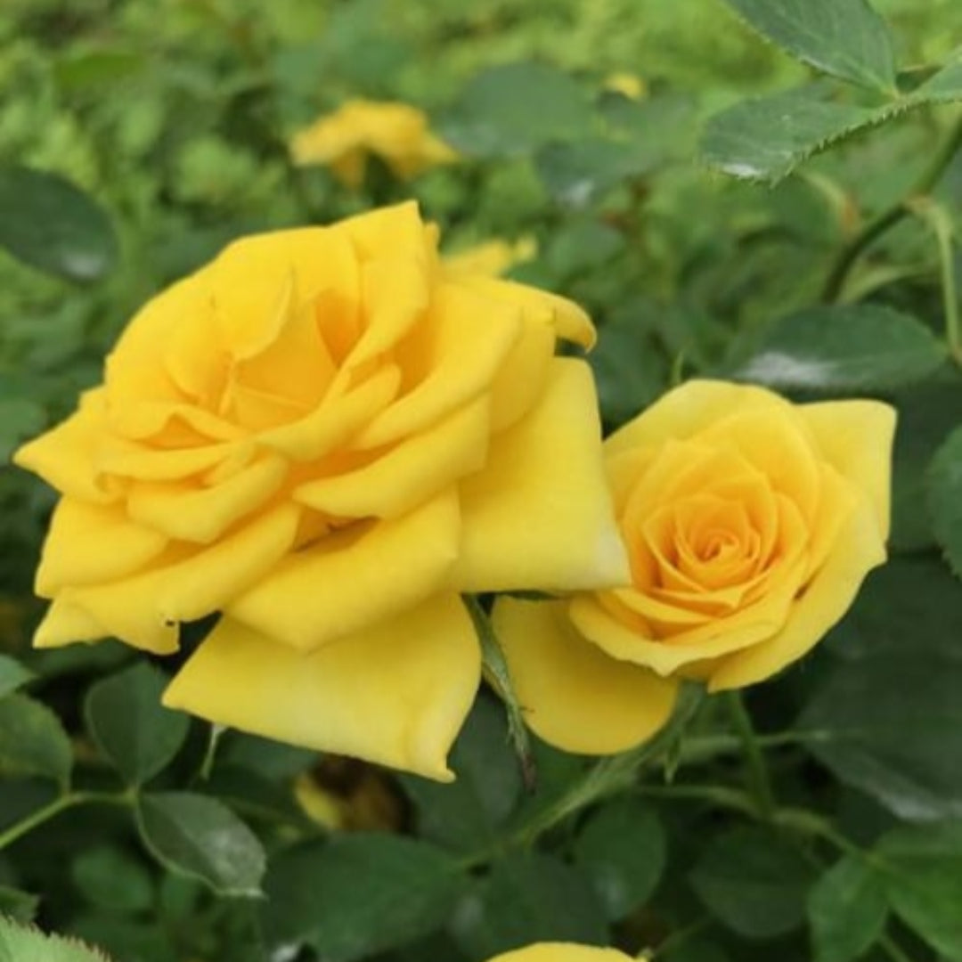 Sunrosa Yellow Shrub Rose