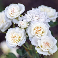 Clusters of white flowers cover White Drift Rose foliage