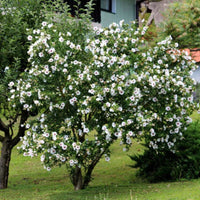 Rose of Sharon Red Heart shrub with white petals and deep red center