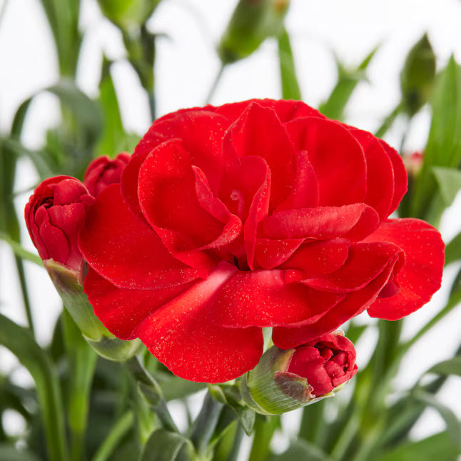 Dianthus Caryophyllus &