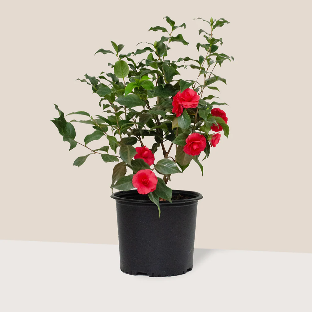 Rose Dawn Camellia Japonica