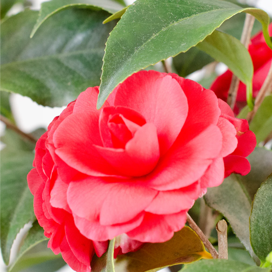 Rose Dawn Camellia Japonica
