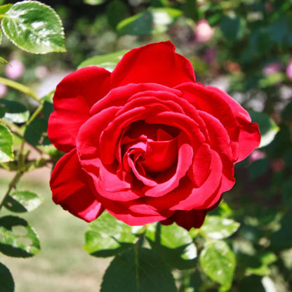 Winners Circle Climbing Rose