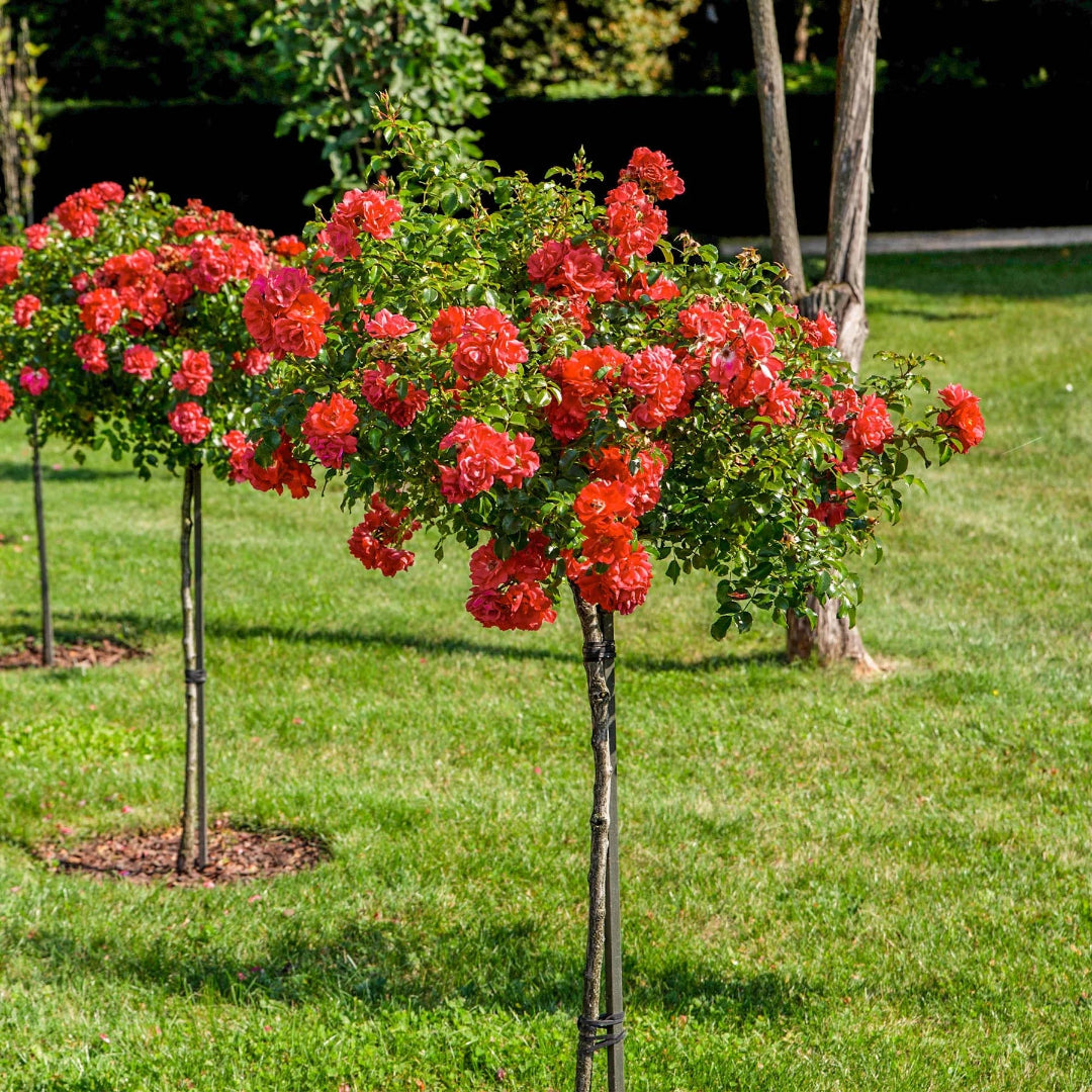 Red Drift Rose (Tree Form)