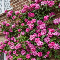 Zephirine Drouhin Rose