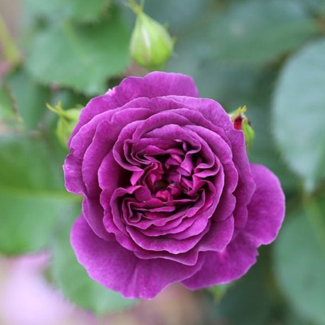 Rosa ‘KORvodacom’ Sunbelt® Plum Perfect Floribunda Rose