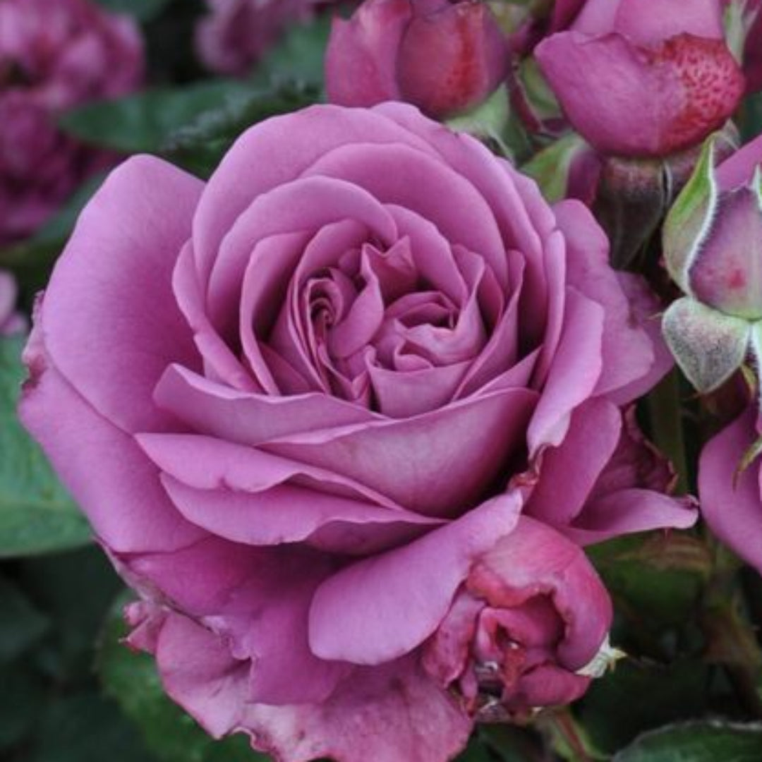 Rosa ‘KORvodacom’ Sunbelt® Plum Perfect Floribunda Rose