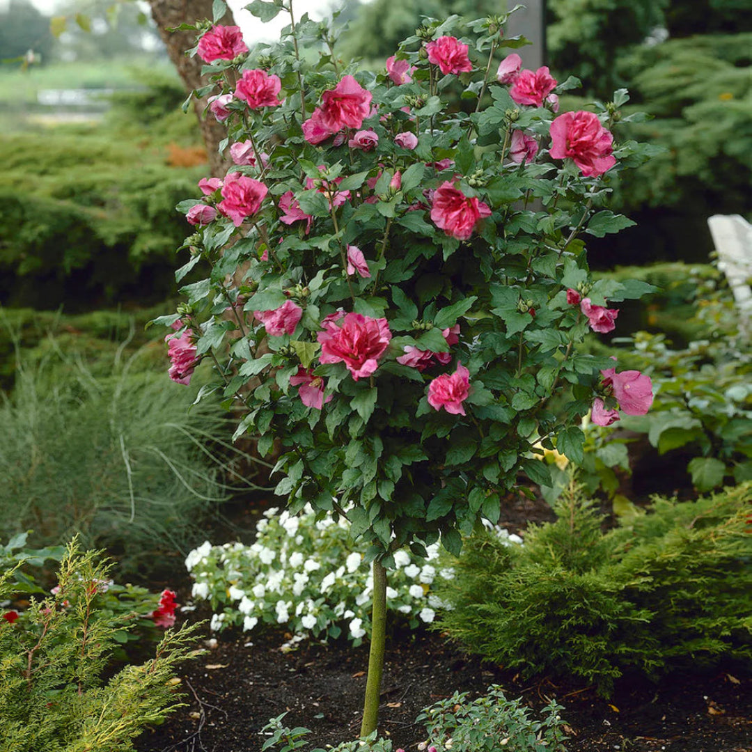 Rosy Red Althea Aka Rose of Sharon Tree