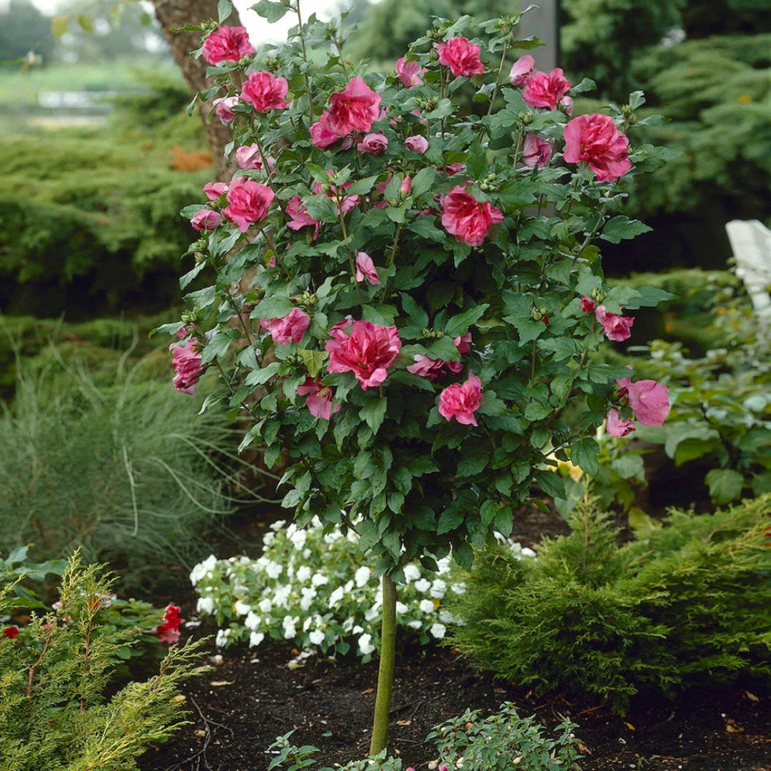 Flowering Althea tree with red center