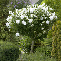 White Rose of Sharon Althea tree ready for planting