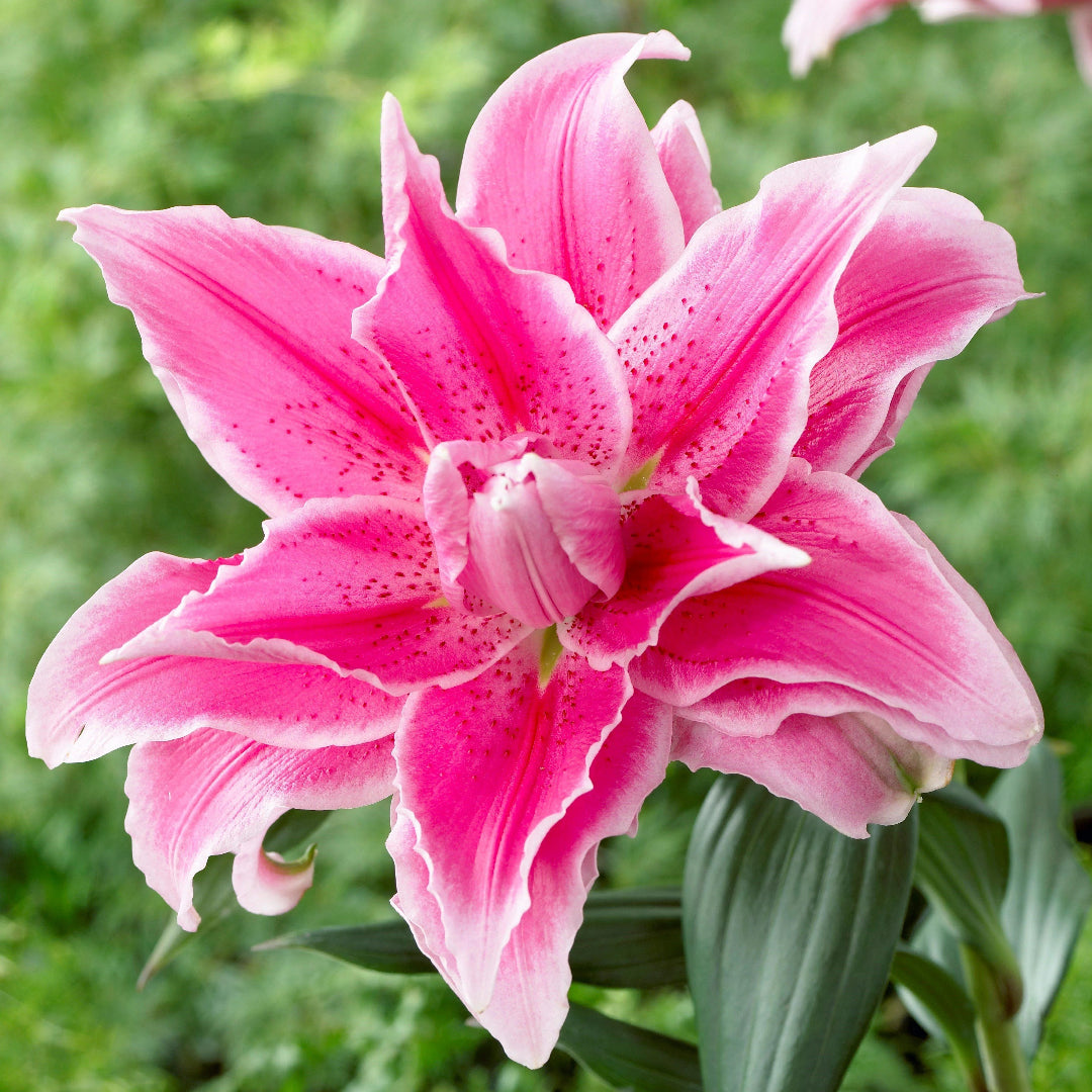 Rose lily Belonica- Colours Sugar Pink