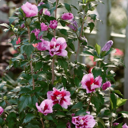 Purple Pillar Hibiscus